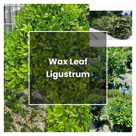 How to Grow Wax Leaf Ligustrum - Plant Care & Tips | NorwichGardener