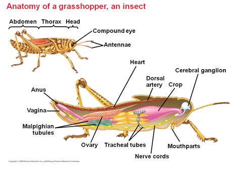 Invertebrates - Presentation Biology