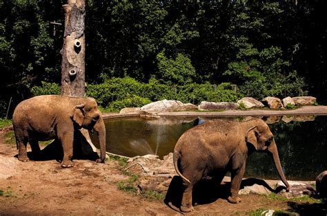 The Bronx Zoo’s Loneliest Elephant - The New York Times