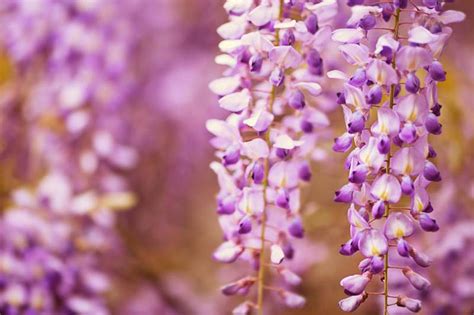 Wisteria with Remarkable Flower Colors