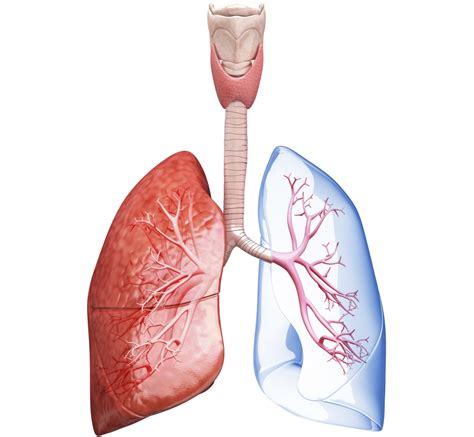 Hemopexin Is Capable of Differentiating COPD From Asthma - Pulmonology Advisor