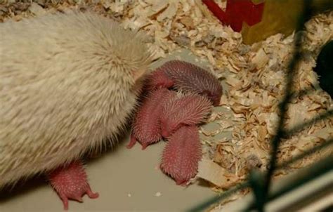 Wonderful World: Beautiful Hedgehog Babies