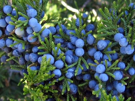 Juniper Berries | Berries, Juniper plant, Juniper