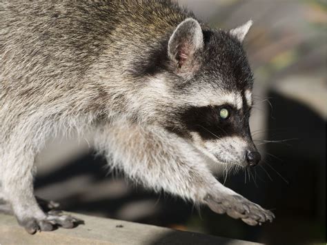 East Vancouver woman wounded in vicious raccoon attack | Vancouver Sun