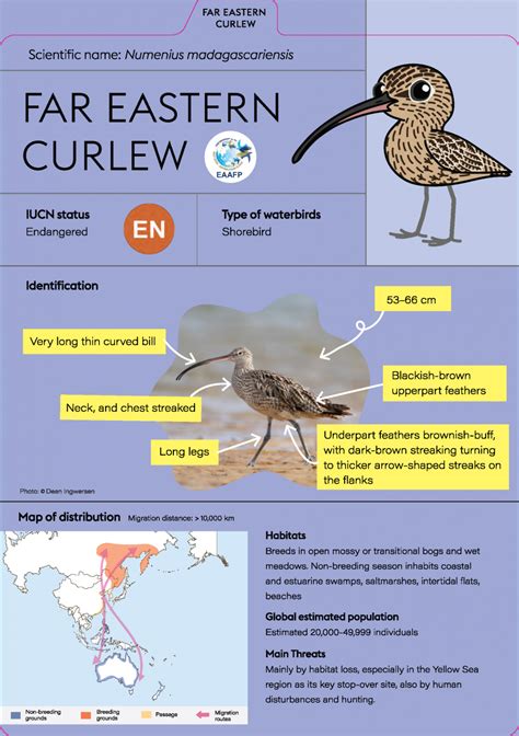 Far Eastern Curlew - Eaaflyway