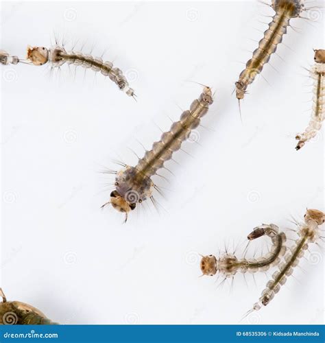 Mosquito larva stock photo. Image of danger, community - 68535306