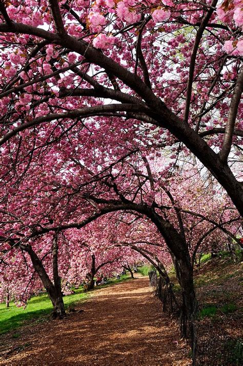 Central Park Cherry Blossom Tunnel Photograph by Soon Ming Tsang | Fine Art America