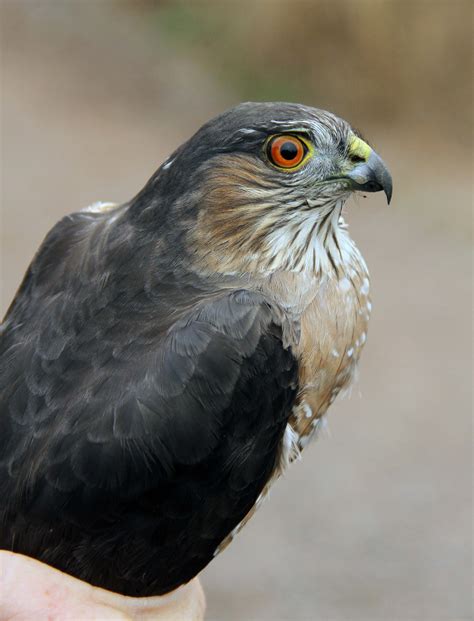 Accipiter Identification