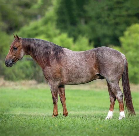 National Reined Cow Horse Association Lil Metallic Cat at Perfect Horse Auctions