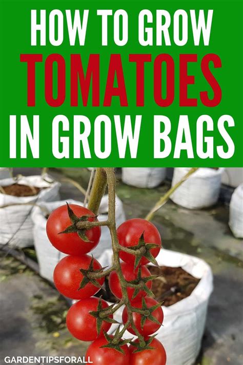 How to Grow Tomatoes in Grow Bags - A Complete Guide