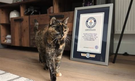 World’s Oldest Cat Sets New Record - GreekReporter.com