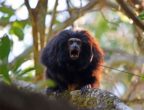 Donate to Black Lion Tamarin - IPÊ - Instituto de Pesquisas Ecológicas