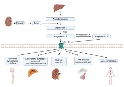 Physiology, Renin Angiotensin System - StatPearls - NCBI Bookshelf