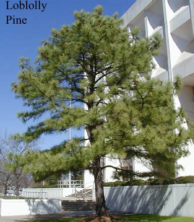 Tree, Pine | NCpedia