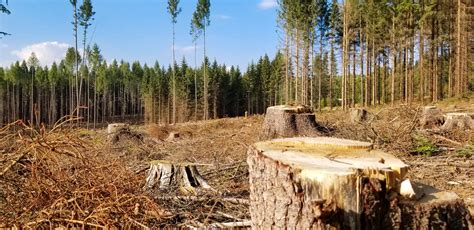 Deforestation Free Stock Photo - Public Domain Pictures