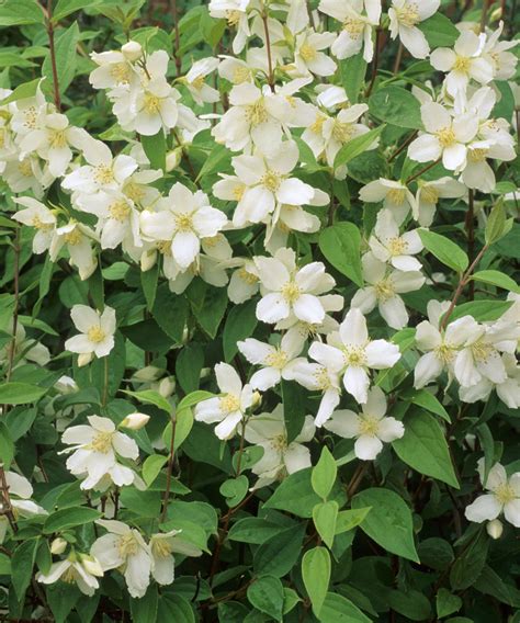 Mock orange varieties: 15 stunning types of philadelphus | Gardeningetc