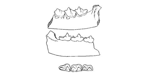 Fossils Mammals of Africa – Insectivora and Chiroptera from the Miocene Rocks of Kenya colony ...