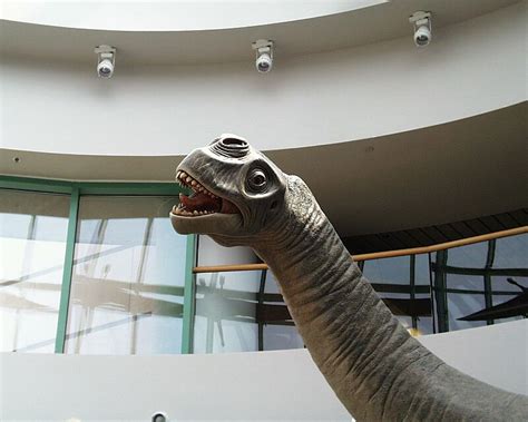 Brontosaurus Facts, Size, Fossil & Skeleton, with Pictures