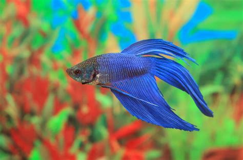 A Betta's Battle: Nurturing Health and Preventing Ammonia Poisoning