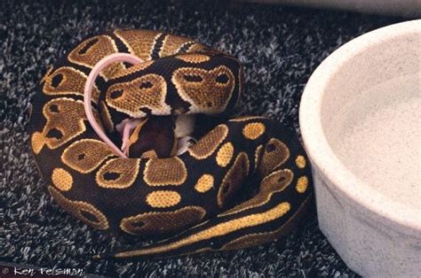 Ball Pythons, a Troubleshooting Guide to - Feeding Strategies