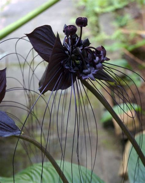 Orchids Flowers: What Is A Black Orchid - Fascinating But Elusive