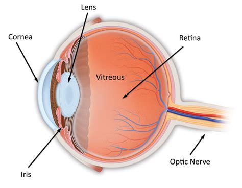 Anatomy of the Eye - Retina-Vitreous Surgeons of CNY