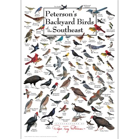 Peterson’s Backyard Birds of the Southeast - Poster - Earth Sky + Water