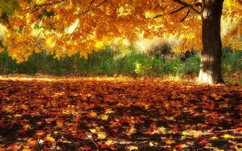 HD Fall Wallpapers (60+ images)
