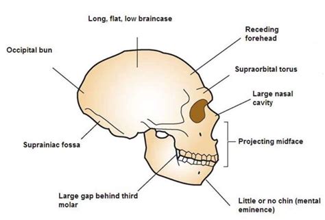 The Origins of Neanderthal DNA in your Genes