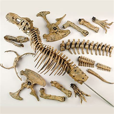 Edu-Toys T-Rex Skeleton 36" Scale Replica Model | Assemble & Display | Start Your Own Dinosaur ...