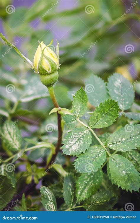 False Powdery Mildew on a Rose Bush Stock Photo - Image of disease, petal: 186031250