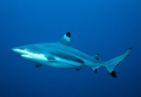 Scientistsare excited about finding hybrid sharks off the coast of Australia. Lead researcher ...