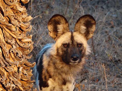 African Wild Dog Conservation