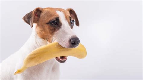 Can Dogs Eat Bananas? – Forbes Advisor