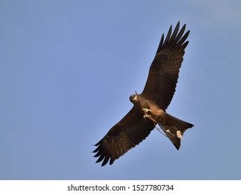 Black Kite Nesting Material Stock Photo 1527780734 | Shutterstock