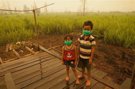 Addressing Deforestation in Indonesia - Global Poverty - The Borgen Project