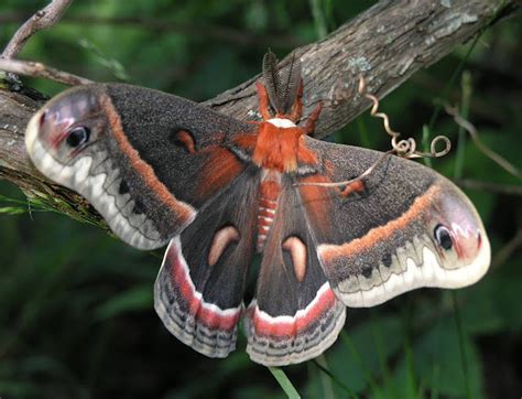 Nature in the Ozarks: Cecropia Moth Caterpillar (Hyalophora cecropia)