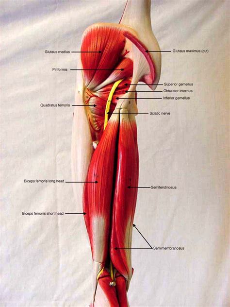 Posterior Leg Muscles Diagram Leg Muscles Anatomy Leg Muscles | The ...