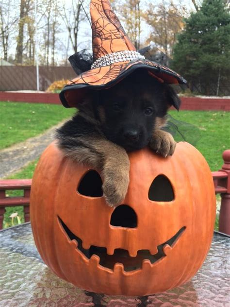 It's almost fall and Halloween! | Cute Dogs | Pinterest | German shepherd puppies, Shepherd ...