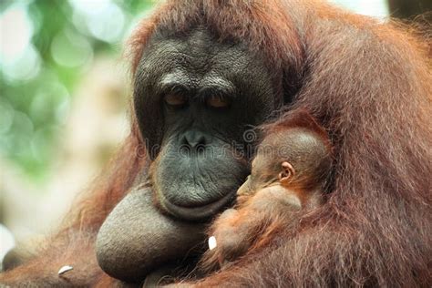 Sleeping Baby Orangutan stock image. Image of sleep, orangutan - 40635455