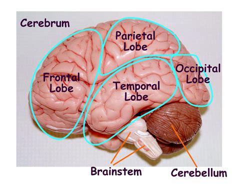 https://www.google.com/blank.html | Brain models, Brain anatomy ...