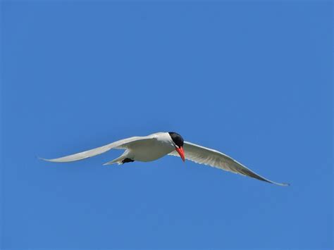 Caspian Tern-4 – My Bird of the Day