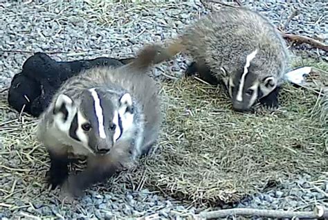 Two orphaned badger cubs being rehabilitated at Bend's Think Wild - KTVZ