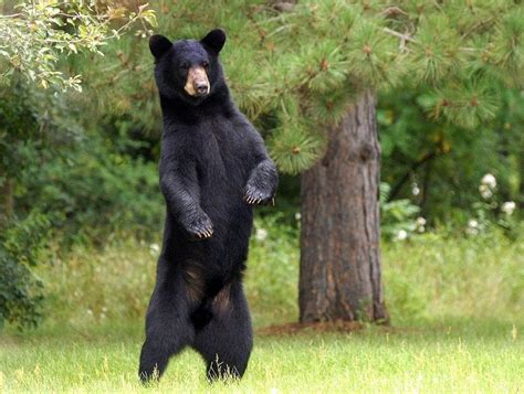 American Black Bear – Facts, Habitat, Diet, Adaptations, Pictures