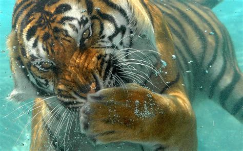 🔥 [40+] Tiger in Water Wallpapers | WallpaperSafari