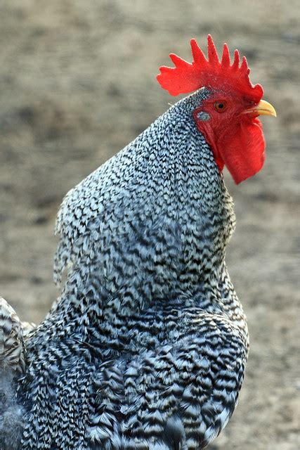 Dominecker Rooster | Flickr - Photo Sharing!