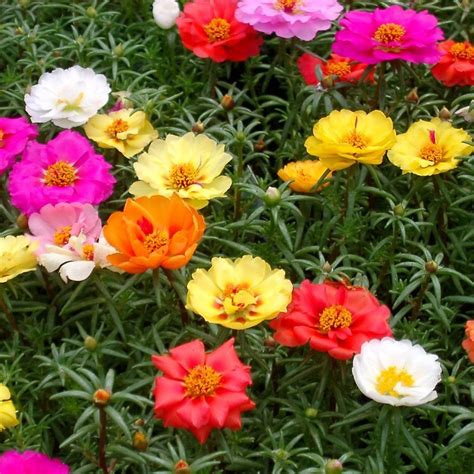 Pourpier à grandes fleurs varié – Portulaca grandiflora 1000 graines