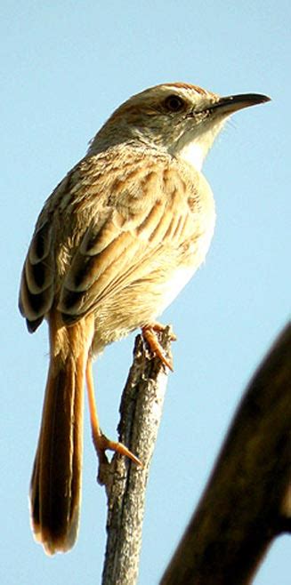 Cisticola rufilatus (Tinkling cisticola)