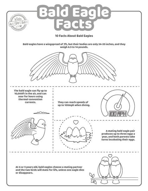 Bald Eagle Interesting Facts