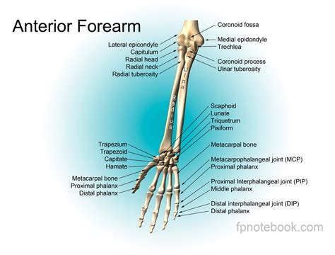 Forearm Anatomy Bones Forearm Anatomy | Anatomy bones, Shoulder anatomy